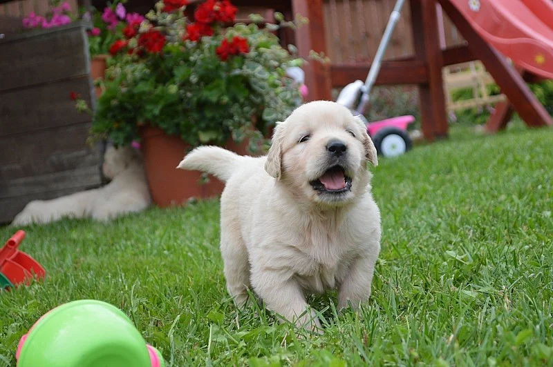 Zlatý retriever s PP